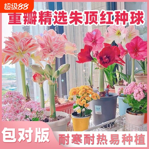 朱顶红阳台庭院盆栽地载耐寒耐热