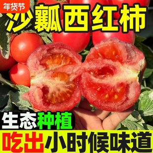 四川攀枝花西红柿新鲜自然熟水果农家新鲜普罗旺斯沙瓤大番茄