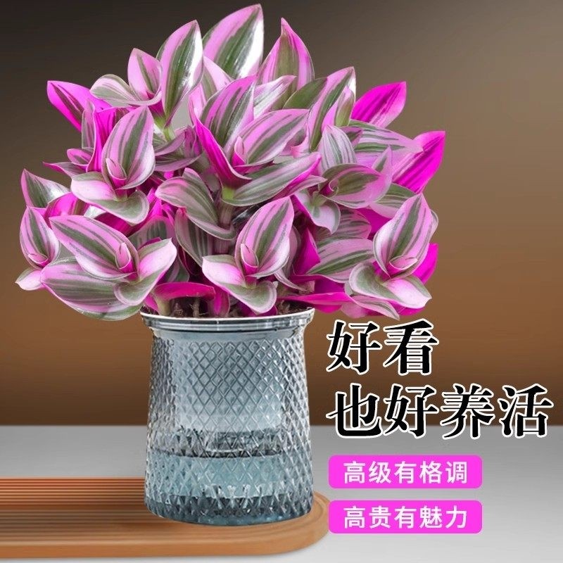 油画婚礼吊兰盆栽花盆垂吊大盆进口好养活紫露兰绿植室内多肉植物,鲜花速递/花卉仿真/绿植园艺,绿植,淘宝优惠券,粉丝福利购,淘宝优惠卷