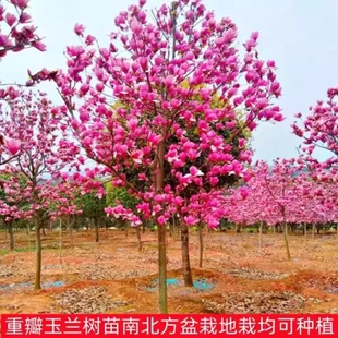 玉兰花树苗带花苞红白紫玉兰树室外矮化庭院四季花卉盆栽绿化大树