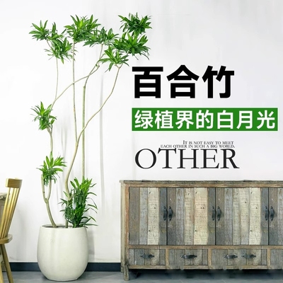 造型百合竹客厅绿植室内大型落地式大盆栽真花植物办公室四季常青