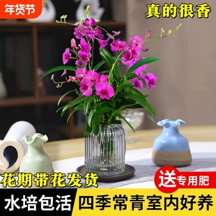 石斛兰红泼墨浓香型带花苞花期水培兰花苗好养四季开花苗香水室内