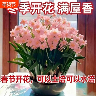 重瓣水仙花直发水仙水仙花矮化室内水培开花春节香味植物年货冬天