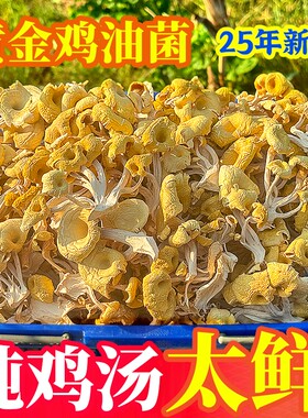 【炖鸡太鲜了】鸡油菌干货新鲜特产级黄金菇榆黄蘑榆黄菇特产菌汤