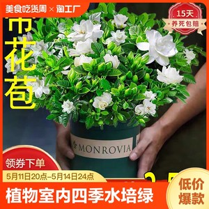 栀子花盆栽花卉植物室内四季开花水培绿植树苗好养易活客厅种植