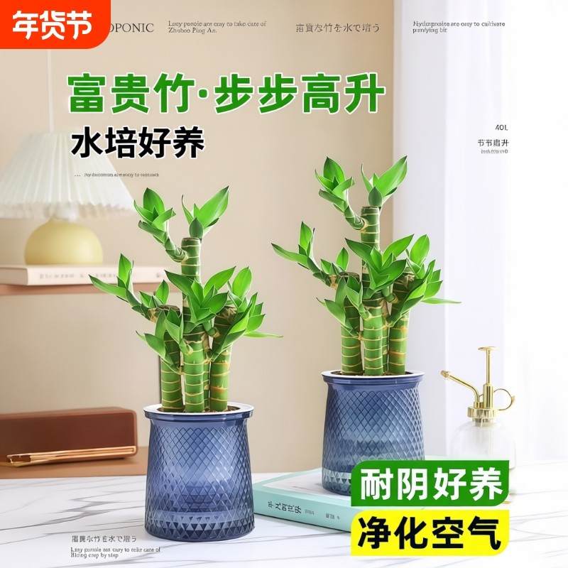 富贵竹盆栽招财竹室内植物水培好养桌面绿植四季客厅土培节节高