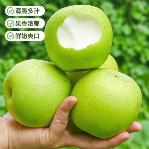 正宗砀山梨2026年现摘青皮梨包邮