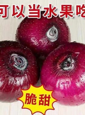 山东紫皮洋葱新鲜水果蔬菜生吃甜脆时令农家自种圆葱头脆甜采摘