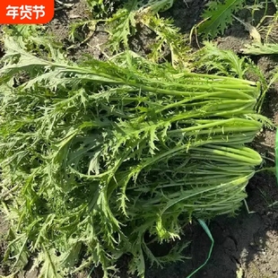 安徽农家自种雪里红雪菜新鲜雪里蕻菜做腌菜当季青菜蔬菜包邮时令