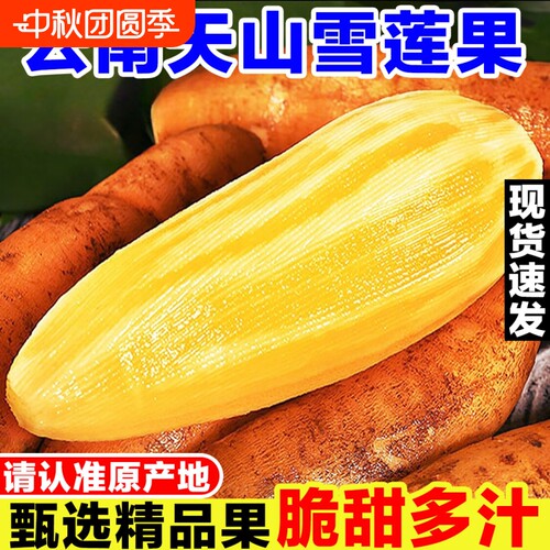 云南天山雪莲果新鲜水果当季现挖脆甜红心黄心雪连果孕妇水果多汁