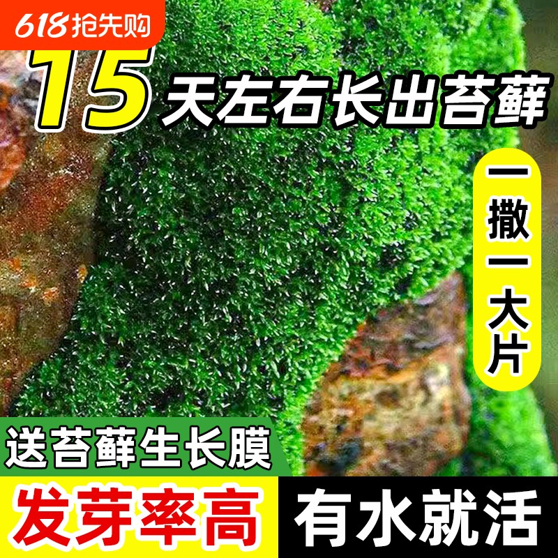 苔藓孢子粉四季鲜活青苔绿植短绒吸水石种子微景观盆景山草籽星星