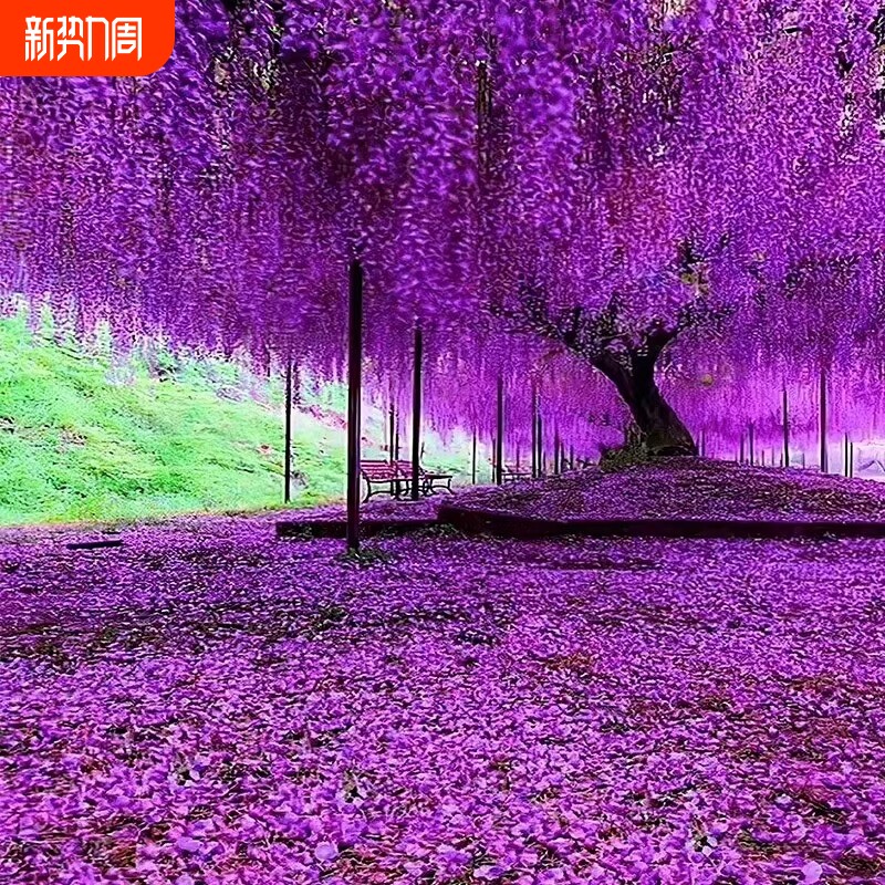 紫藤花树苗爬藤庭院花卉四季开花植物盆栽花苗藤蔓紫藤萝室外阳台