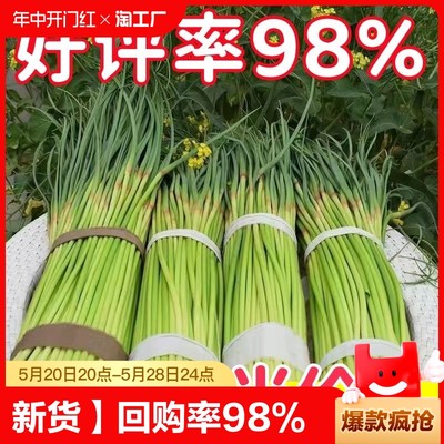 【今年新货】新蒜苔2024新鲜蒜苔嫩蒜苔新鲜批发蒜薹蒜毫当季蔬菜