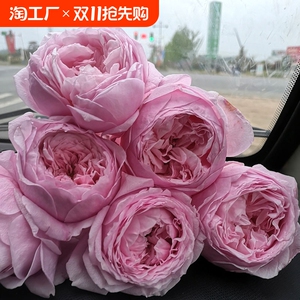 藤本自由精神大苗 盆栽庭院阳台爬藤本月季花苗多季大花
