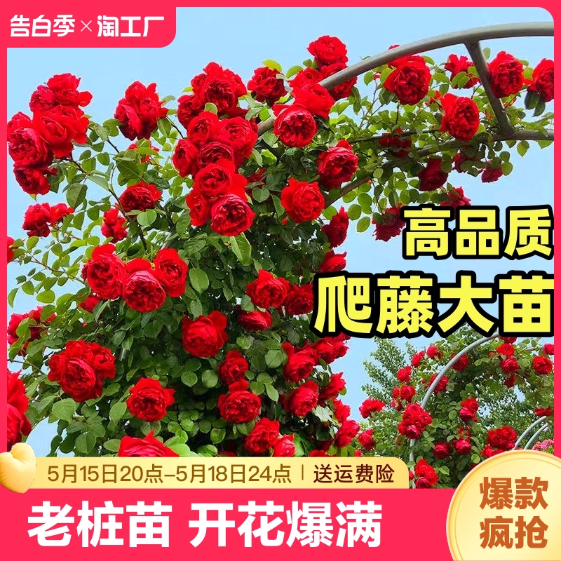 藤本月季花苗花植物室内盆栽玫瑰爬藤蔷薇四季开花卉老桩阳台蒂娜