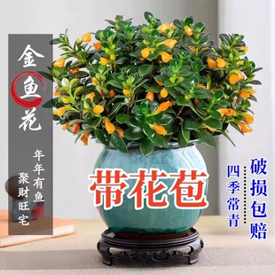 金鱼吊兰盆栽室内绿植花卉多肉植物绿萝年宵花吸甲醛四季好养盆景