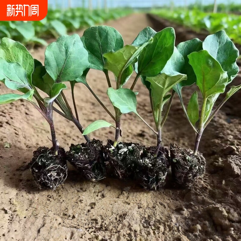 杭茄一号秧苗茄子苗长茄蔬菜种子大全长茄子长线茄子混合茄子绿植