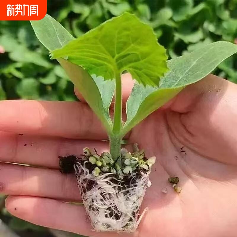 四季阳台旱黄瓜秧苗蔬菜种苗黄瓜苗水果黄瓜秧苗盆栽苗大黄瓜秧苗