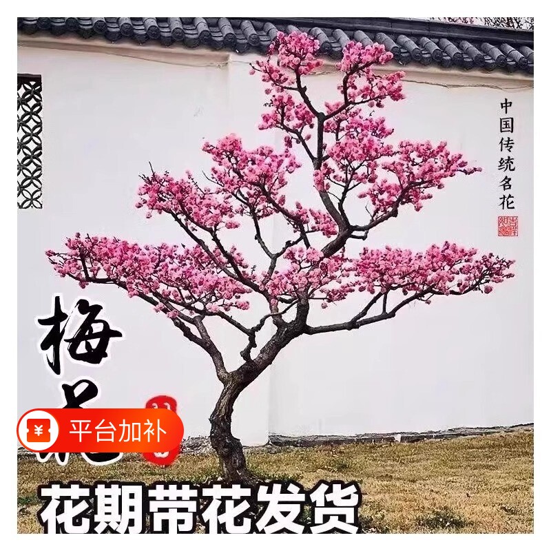 红梅花树苗庭院盆栽室外耐寒腊梅老桩花卉植物四季种盆景榆叶梅