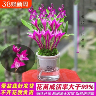 七彩香水石斛兰花四季好养花卉绿植懒人水培盆栽室内客厅开花耐阴