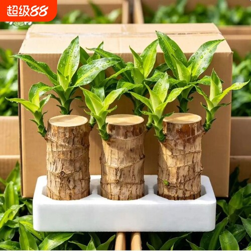 巴西木水培格鲁特养幸运木带芽开花卉室内桌面办公室绿植盆栽客厅