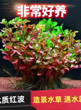 红波水草红色后景水草植物龟鱼缸造景懒人无底砂后景草沉底定植