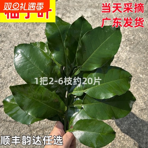 新鲜老树柚子叶广东发货