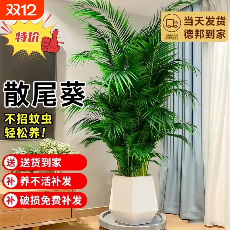 散尾葵植物盆栽客厅室内大型绿植办公室落地大号富贵椰子好养易活