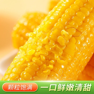 代餐10支早餐新鲜轻食 七稻町黄糯玉米甜糯玉米棒糯九玉米真空包装