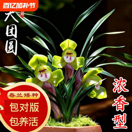 春兰冬带花苞名贵兰花苗矮种好养室内花卉绿植盆栽大富贵客厅带盆