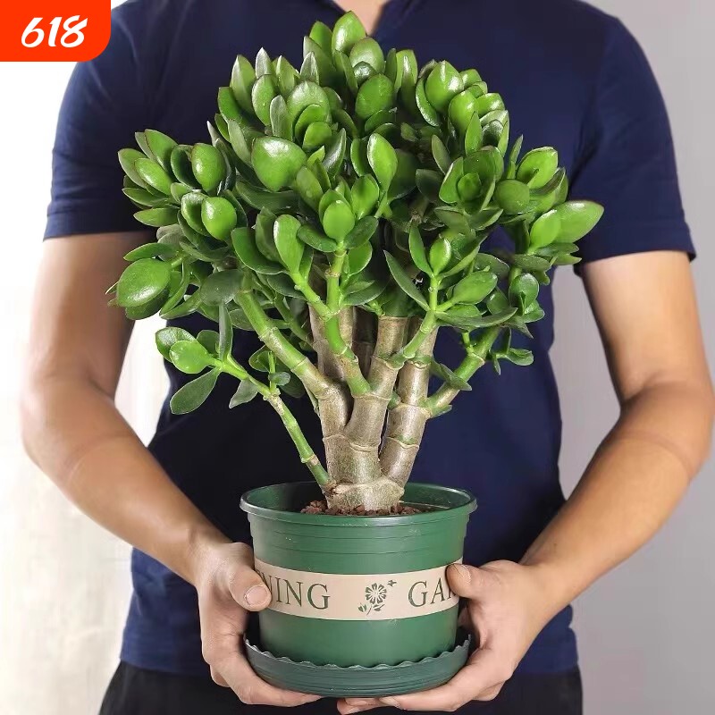 精品玉树盆栽老桩多肉植物发财树室内好养沙漠玫瑰花卉客厅阳台
