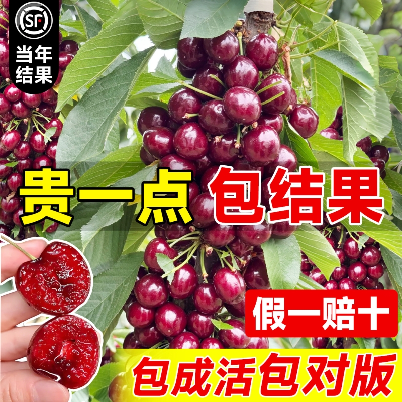 正宗车厘子树苗樱桃果树南北种植