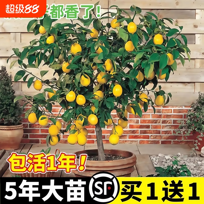 香水柠檬树苗盆栽|超1000次加购