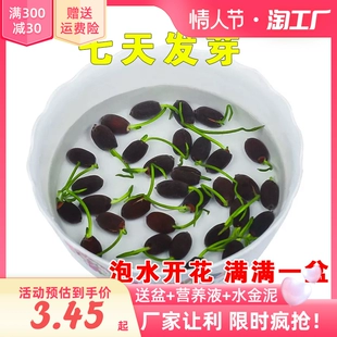 碗莲水培植物花卉室内花好养四季 开花种子籽水养荷花盆栽客厅睡莲