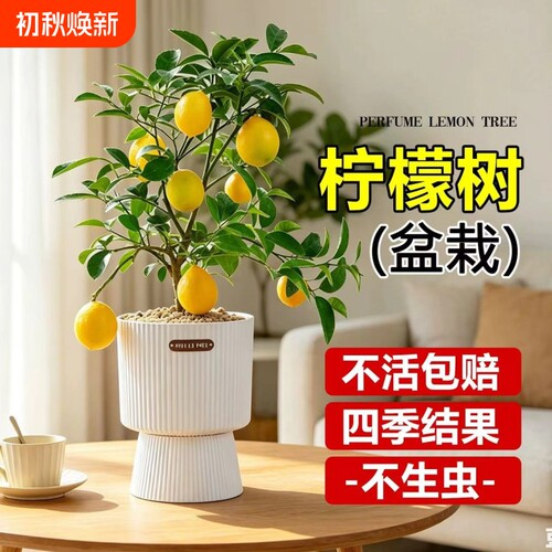 柠檬树盆栽客厅绿植带果可食用