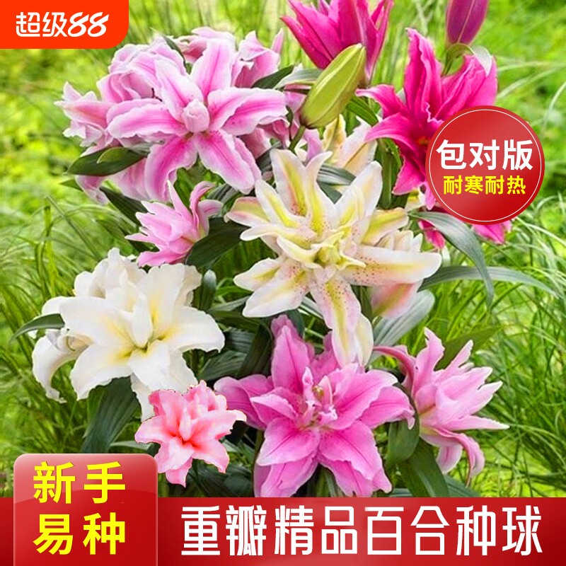 重瓣香水百合花种球易活好养花卉植物室内外阳台盆栽绿植鲜花种子