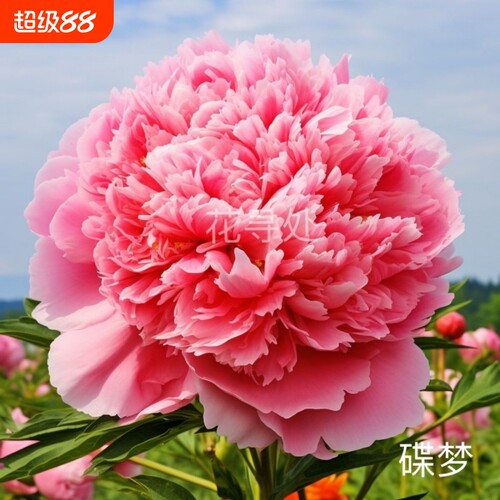 重瓣芍药花带芽根块阳台庭院耐寒四季盆栽花卉春季开花勺药