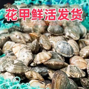 海鲜花甲鲜活花蛤蜊花蚬子杂色蛤蜊野生贝类批发锡纸花甲新鲜吐沙