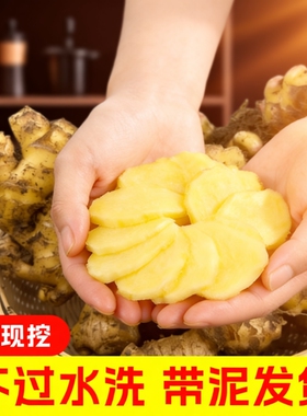 批发正宗云南小黄姜5斤新鲜嫩生姜现挖高山沙姜嫩姜土姜蔬菜包邮