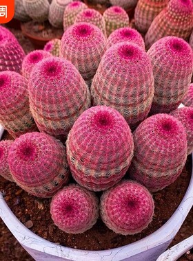 红太阳仙人球实生多肉网红植物仙人掌好养桌面室内花卉懒人盆栽