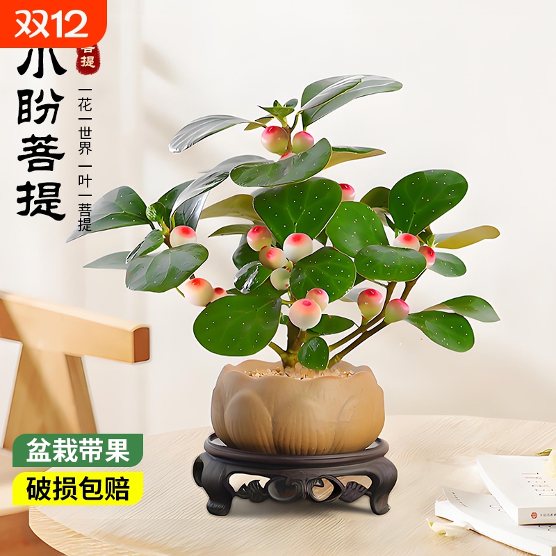 菩提树盆景小盼菩提盆栽