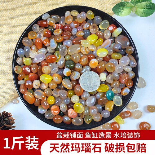 天然鹅卵石多肉|超1.6万次加购