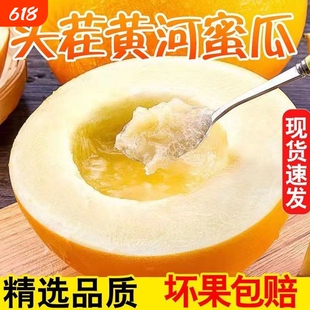 正宗陕西黄河蜜瓜黄金蜜甜瓜新鲜水果当季整箱包邮孕妇批发价包邮