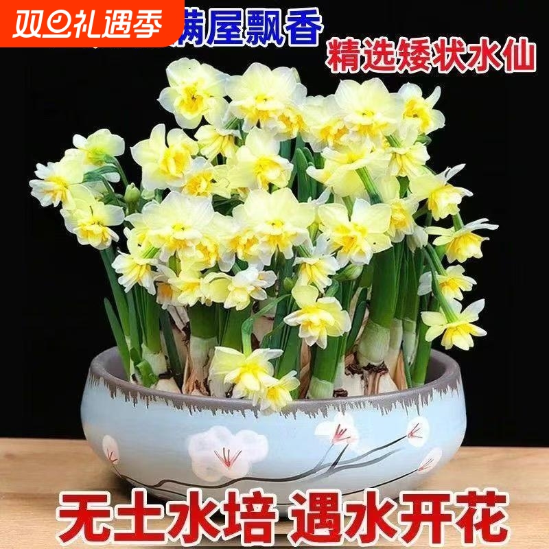 冬季【爆款】水仙花水培四季开花盆栽浓香型耐寒植物室内易养活