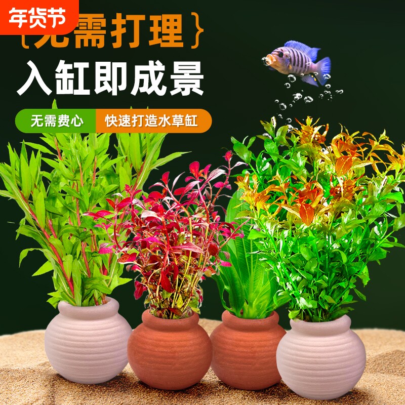 陶罐水草鱼缸造景摆件增氧阴性水培榕绿菊蜈蚣草净水新手定植套餐
