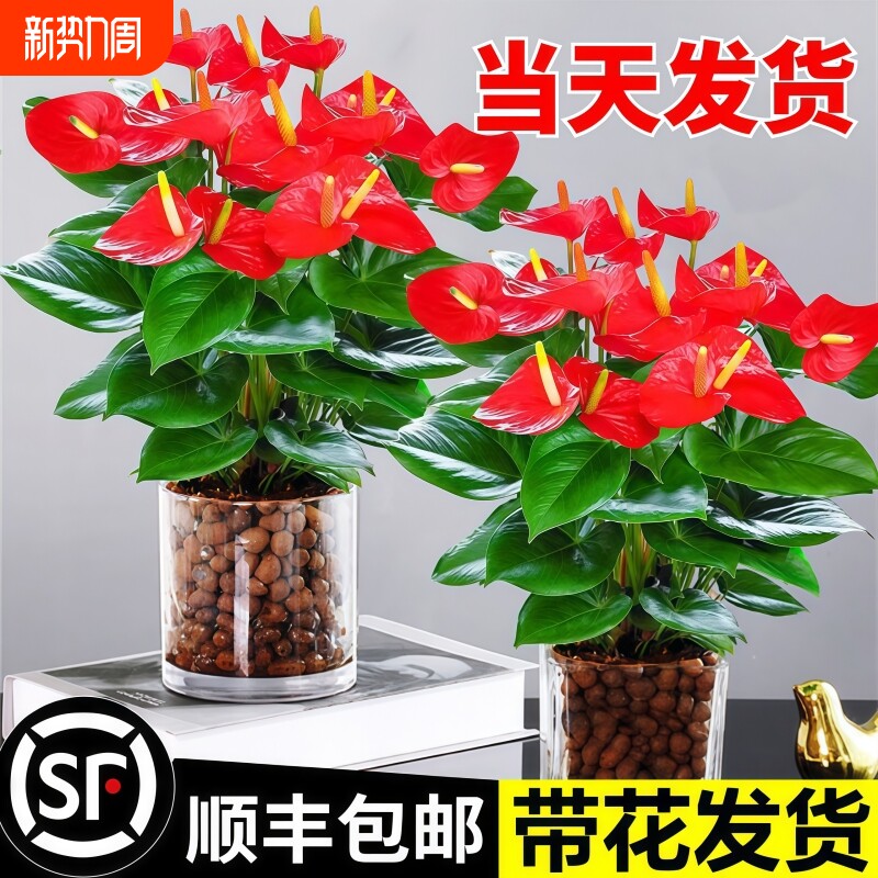 水培植物粉掌盆栽带花红掌白掌一帆风顺花卉鲜花室内好养绿植四季
