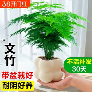 文竹小盆栽室内竹子盆景特大号老桩绿植物摆件办公室桌面四季好养