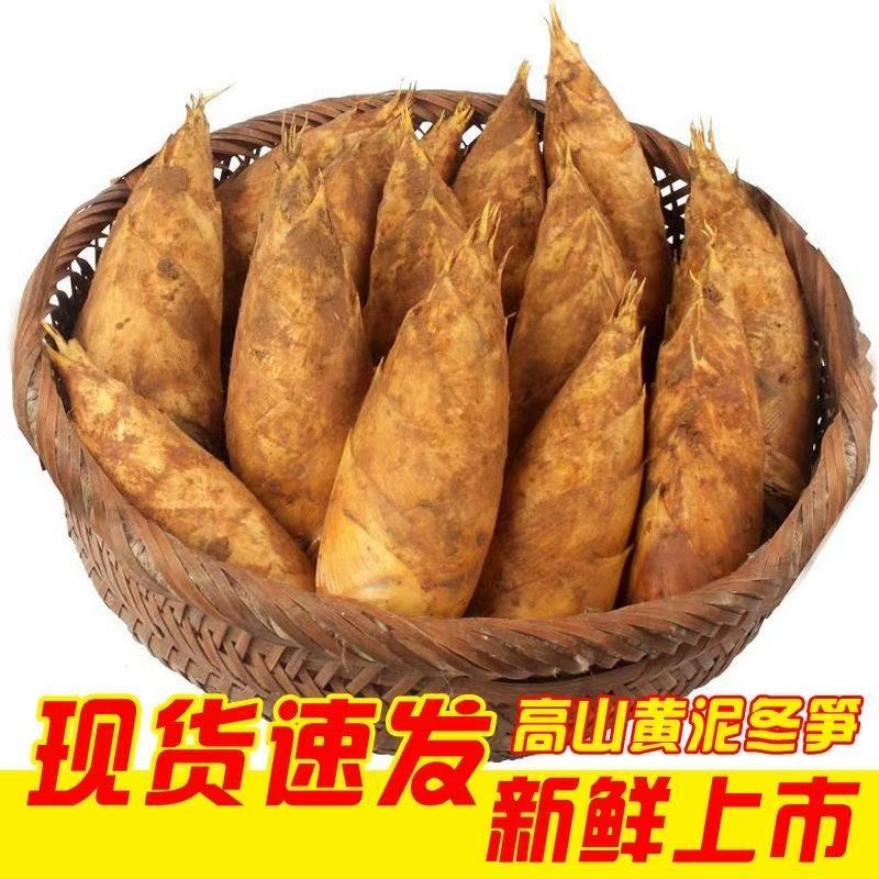 2025现货野生新鲜冬笋竹笋现挖现发江西毛竹笋黄泥拱楠竹笋