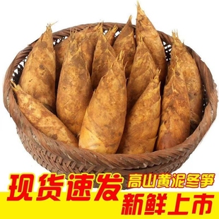2025现货野生新鲜冬笋竹笋现挖现发江西毛竹笋黄泥拱楠竹笋天目