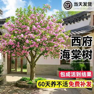 海棠花树苗高杆西府垂丝北美海棠耐寒植物庭院盆栽地栽风景树室外